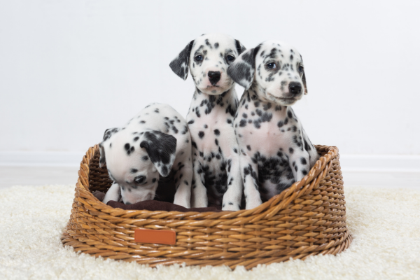 3 Dalmatian puppies in a basket