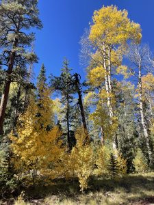 Where To Find Fall Leaves Near Pinetop Lakeside