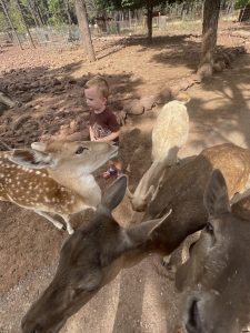 Grand Canyon Deer Farm With Kids